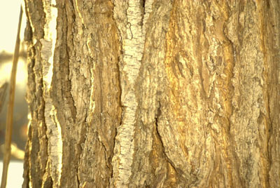 Old Balsam Poplar
